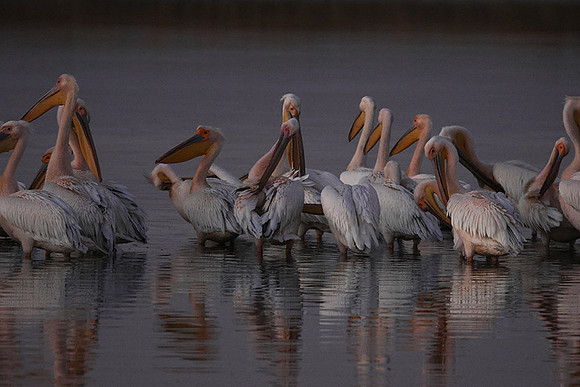Hwange NP