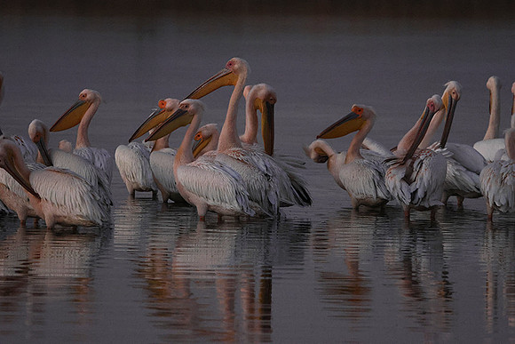 Hwange NP