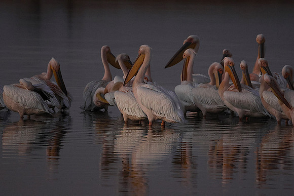 Hwange NP