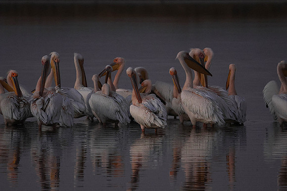 Hwange NP