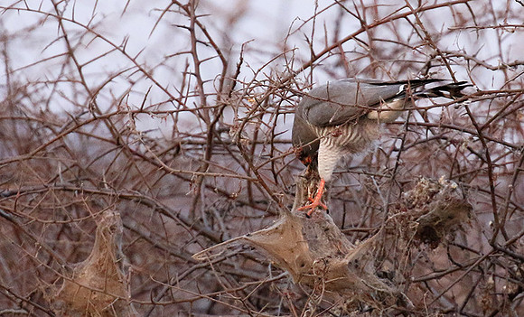 Gabar goshawk - Hwnage NP