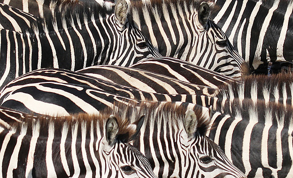 Serengeti - Grumeti Private Reserve