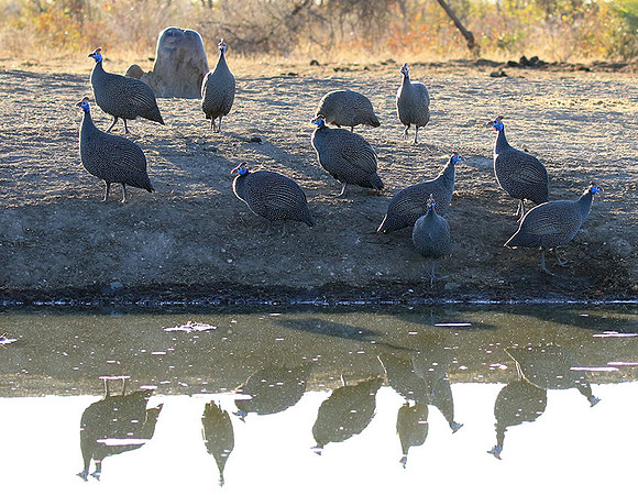 Helmeted guinea fowls - Malilangwe
