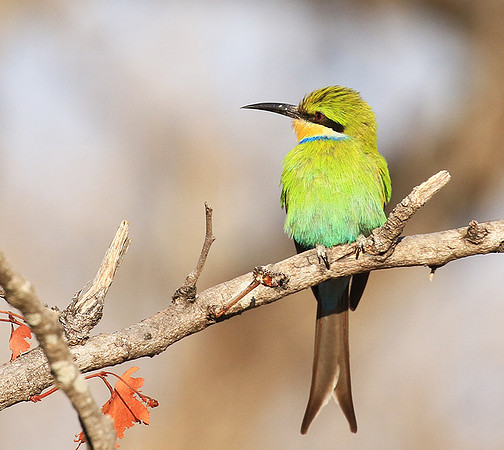 Swallow-tailed bee-eater - Mana Pools NP