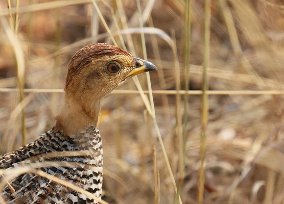 Coqui francolin - Hwange NP