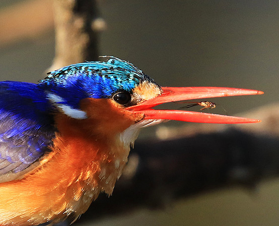 Malachite kingfisher - Malilangwe wildlife reserve