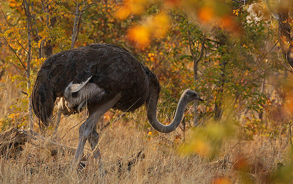 Hwange NP