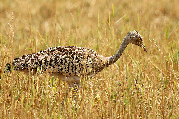Black-bellied korhaan - (outarde) - Matusadona NP