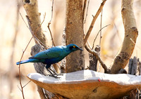 Cape glossy starling - Hwange NP