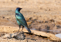 Cape glossy starling - Hwange NP