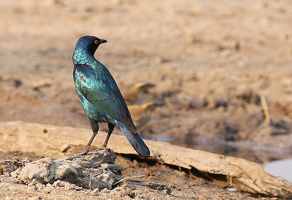 Cape glossy starling - Hwange NP