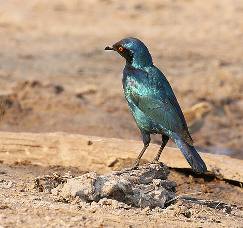 Cape glossy starling - Hwange NP