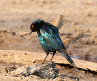 Cape glossy starling - Hwange NP