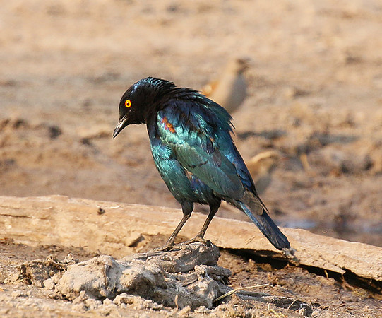 Cape glossy starling - Hwange NP