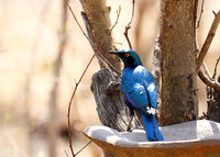 Cape glossy starling - Hwange NP