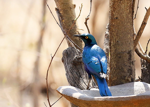 Cape glossy starling - Hwange NP