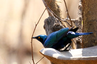 Cape glossy starling - Hwange NP
