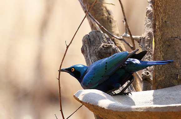 Cape glossy starling - Hwange NP