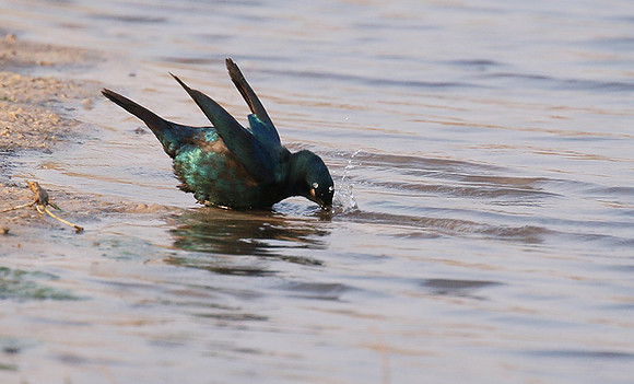 Cape glossy starling - Hwange NP