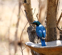 Cape glossy starling - Hwange NP