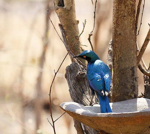 Cape glossy starling - Hwange NP