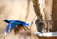 Cape glossy starling - Hwange NP