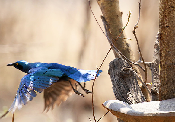 Cape glossy starling - Hwange NP