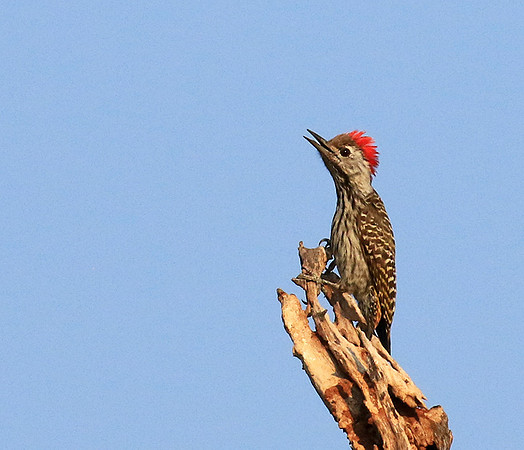 Bennet's woodpecker - Malilangwe