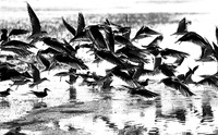 African skimmers