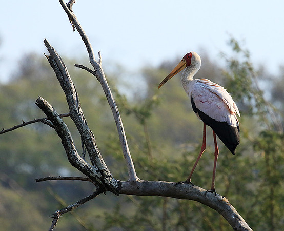 Yellow-billed stork - Malilangwe