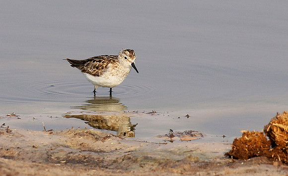 Little tint - Hwange NP