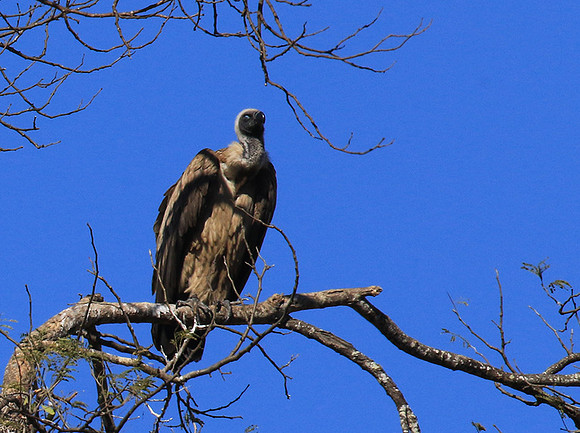 white-backed vulture - Malilangwe