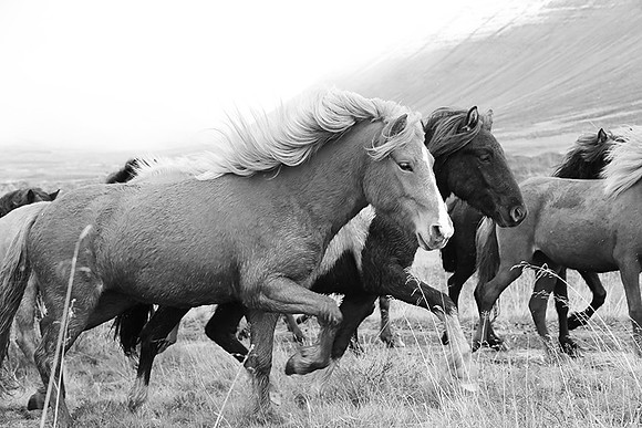 Icelandic horses - Hjaltadalur Valley