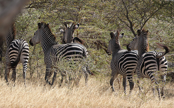 Selous