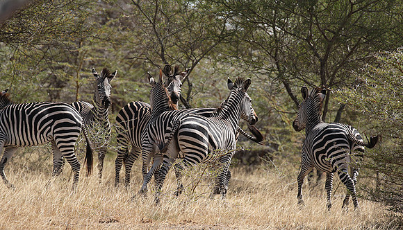 Selous