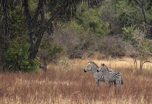 Selous
