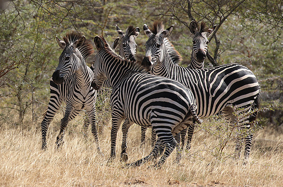 Selous