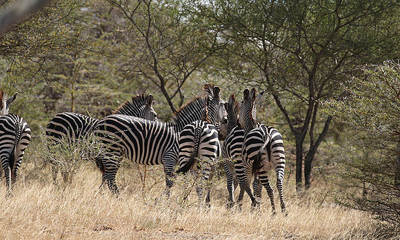 Selous