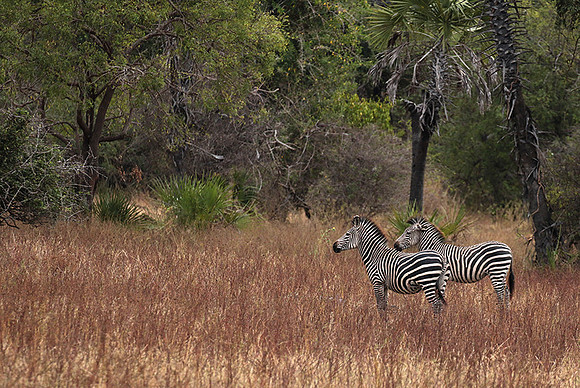 Selous