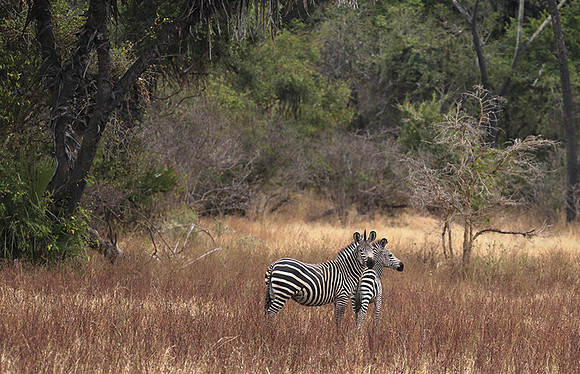 Selous