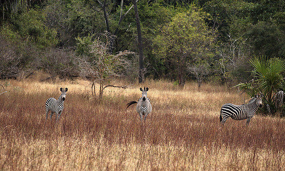 Selous