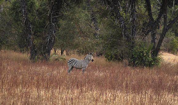 Selous