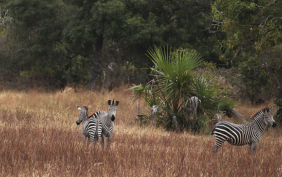 Selous