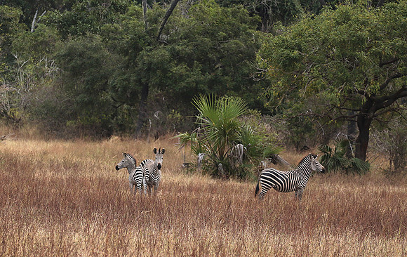 Selous