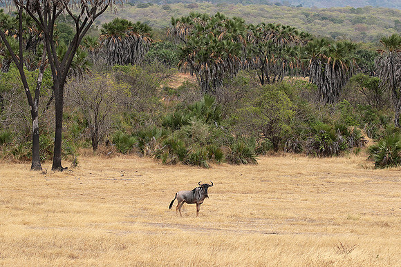 Selous