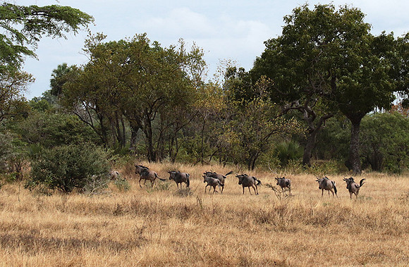 Selous