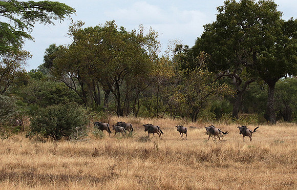 Selous