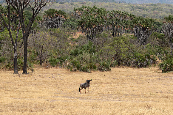 Selous