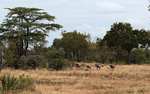 Selous
