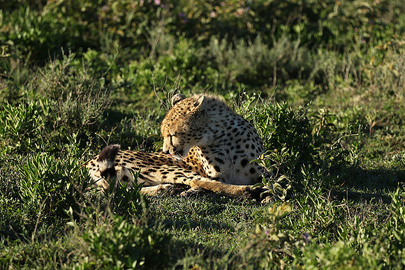 Serengeti
